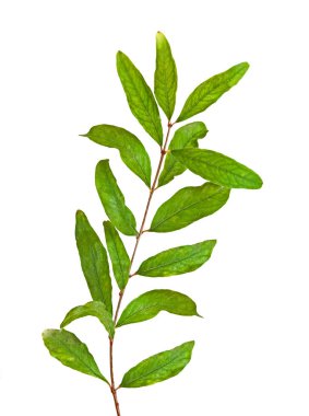 Nar dalı yakın çekim