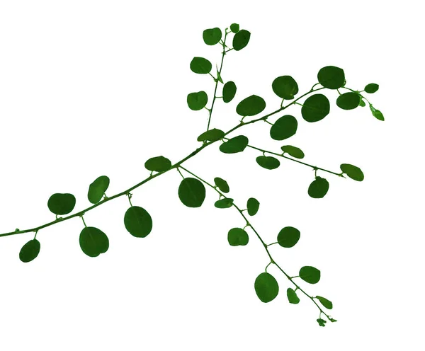 Close Branch Capparis — Stock Photo, Image