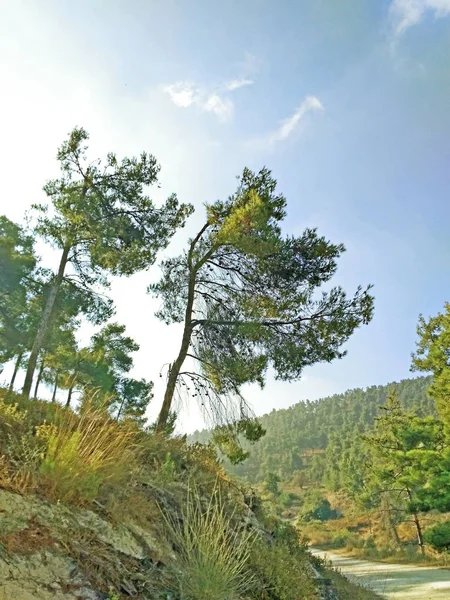 Wald Bei Safed Island — Stockfoto