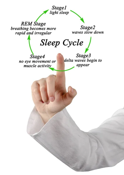 Stages Sleep Cycle — Stock Photo, Image