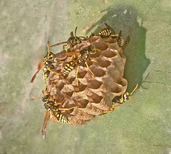 Paper Wasps Nest — Stock Photo, Image