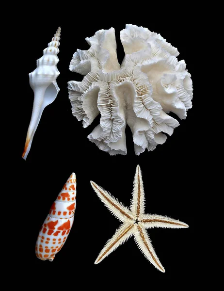 Corallo Bianco Stelle Marine Conchiglie Sfondo Nero — Foto Stock