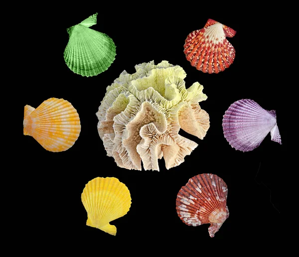 Korall Tengeri Kagylókból Elszigetelt Fekete Háttér — Stock Fotó
