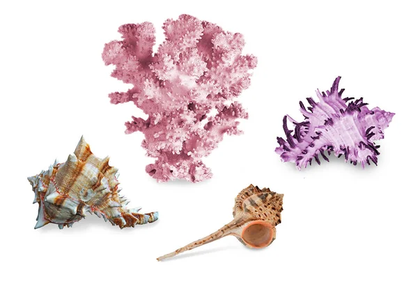 Korall Tengeri Kagylókból Elszigetelt Fehér Background — Stock Fotó
