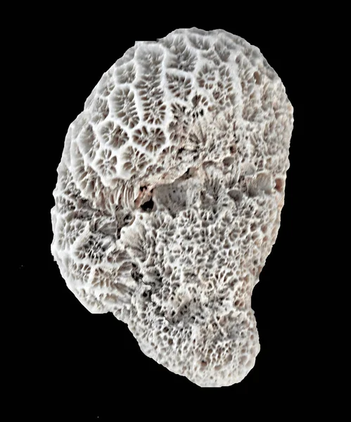 Coral Izolat Fundal Negru — Fotografie, imagine de stoc