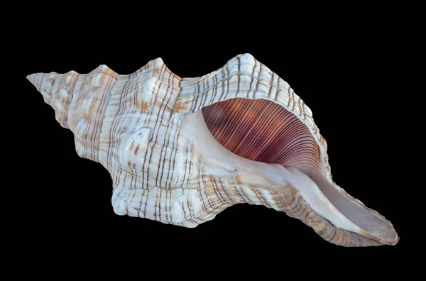 Närbild Vit Seashell — Stockfoto