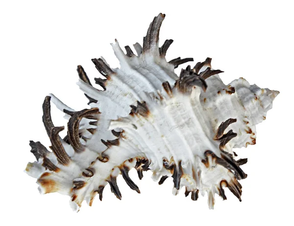 Beyaz Deniz Kabuğu Yakın Çekim — Stok fotoğraf