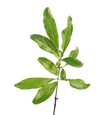 Nar dalı yakın çekim