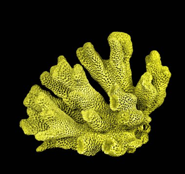 Siyah zemin üzerinde izole mercan