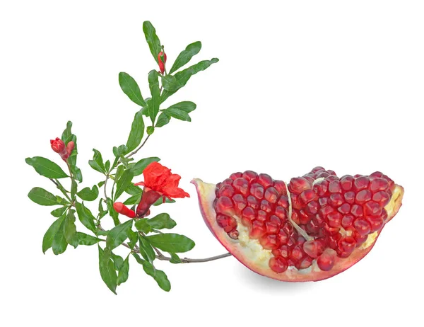 Granatapfelfrucht Und Zweig Isoliert Auf Weißem Hintergrund — Stockfoto