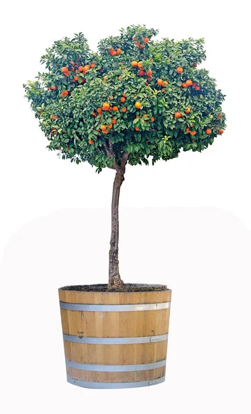 Citrus Träd Kruka — Stockfoto
