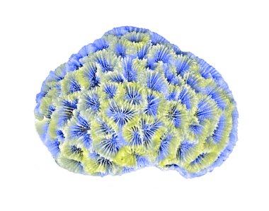 beyaz arkaplanda izole mercan