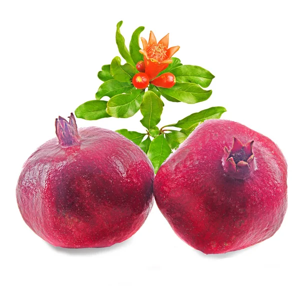 Granatäpple Frukt Och Twig Isolerad Vit Bakgrund — Stockfoto