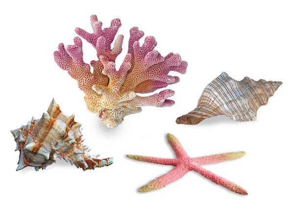 A  coral and seashells isolated on  background