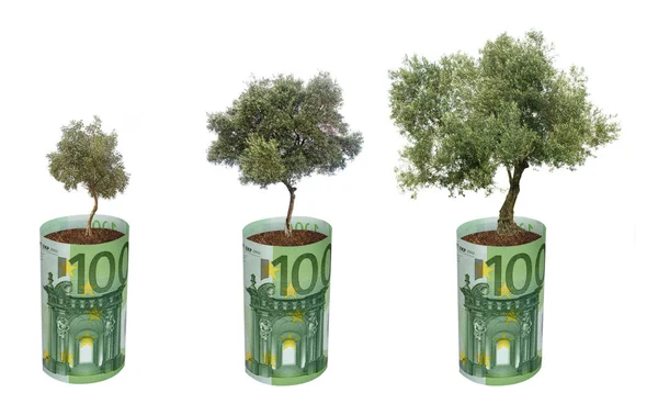 Euro Faturası Büyüyen Zeytin Ağaçları — Stok fotoğraf