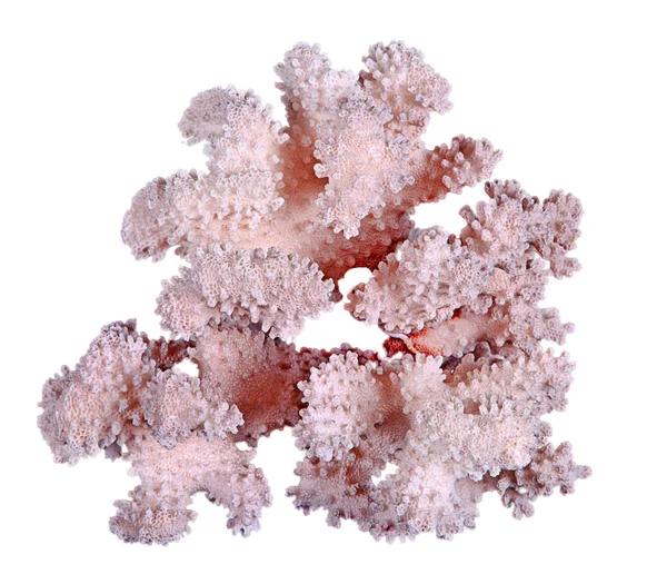 Coral Isolado Sobre Fundo Branco — Fotografia de Stock