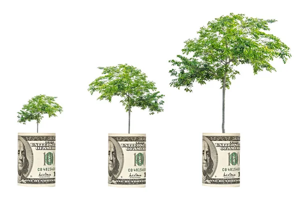 Three Trees Growing Dollar Bill — Stock Photo, Image