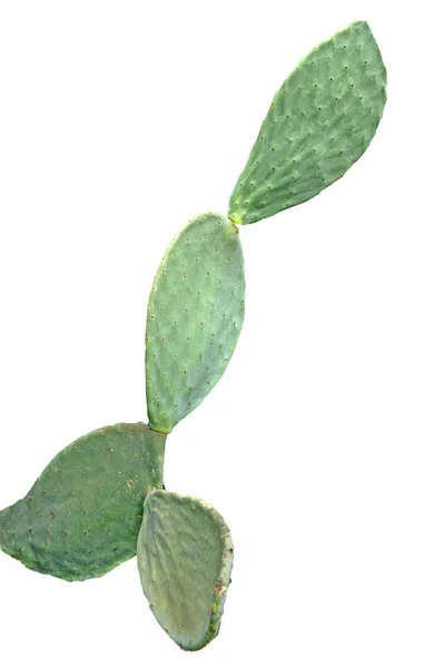 Cactus Isolé Sur Fond Blanc — Photo