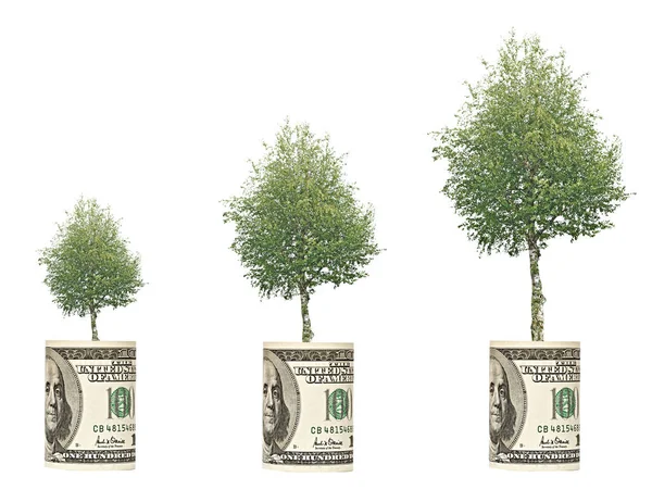 Drei Bäume Wachsen Aus Dollarschein — Stockfoto