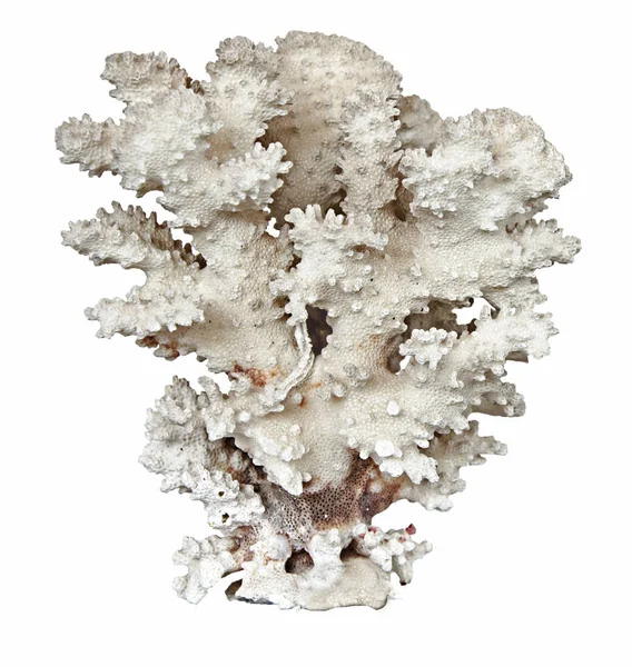 Coral Isolado Sobre Fundo Branco — Fotografia de Stock