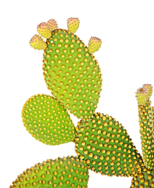 Opuntia Cactus Isolado Sobre Fundo Branco — Fotografia de Stock