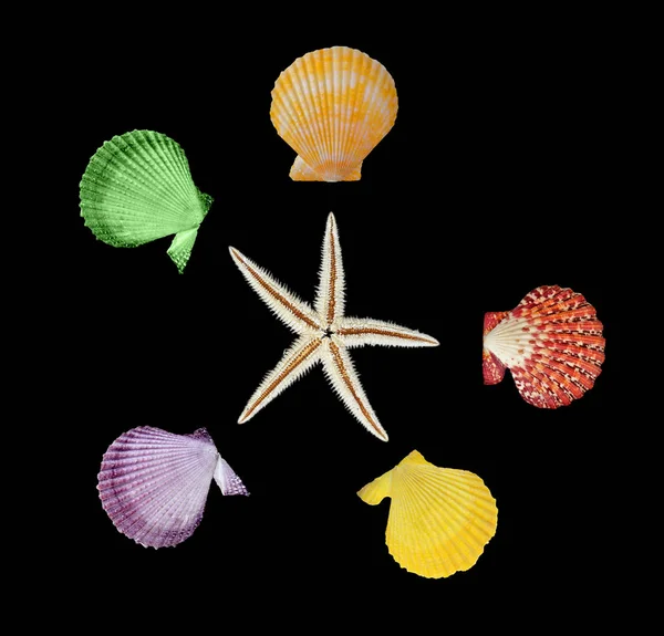 Deniz Yıldızı Deniz Kabuklarını Kapat — Stok fotoğraf