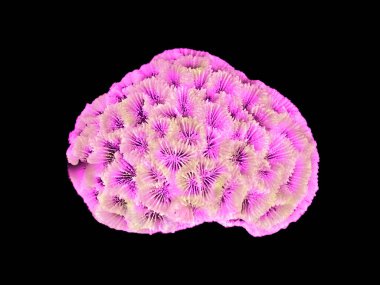 Siyah zemin üzerinde izole mercan