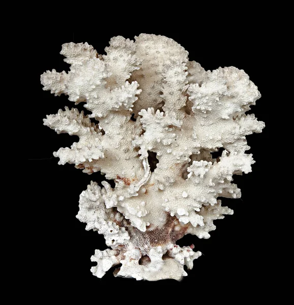 Coral Isolado Fundo Preto — Fotografia de Stock