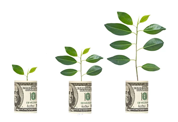 Saplings Growing Dollar Bill — Stock Photo, Image