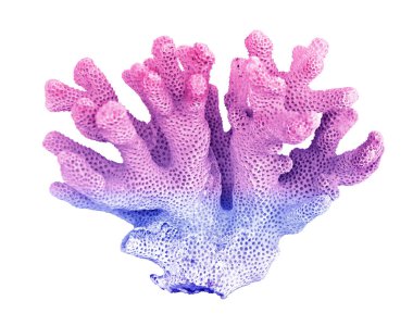 beyaz arkaplanda izole mercan