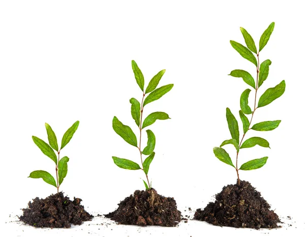 Three Saplings White Background — Stock Photo, Image