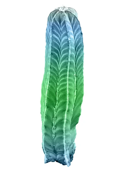Kaktus Isoliert Auf Weißem Hintergrund — Stockfoto