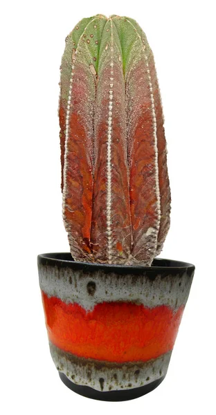 Kaktus Izolowany Białym Tle — Zdjęcie stockowe