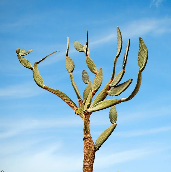 Close Cactus — Stock Photo, Image