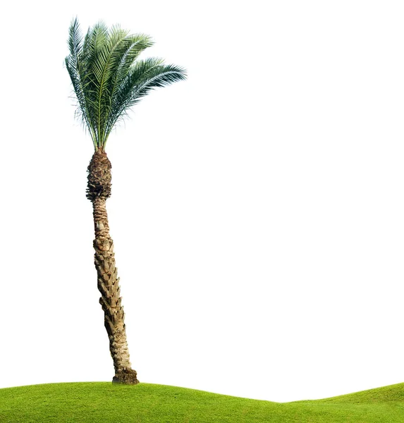 Palmera Aislada Sobre Fondo Blanco — Foto de Stock