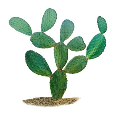 Kaktüs beyaz arkaplanda izole