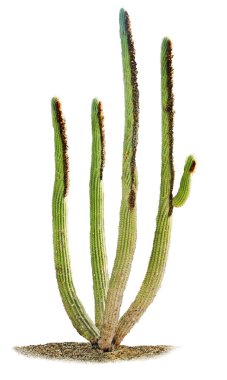 Kaktüs beyaz arkaplanda izole