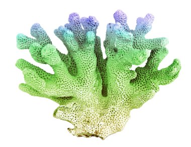 beyaz arkaplanda izole mercan 