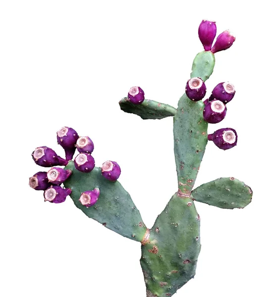 Cactus Geïsoleerd Witte Achtergrond — Stockfoto