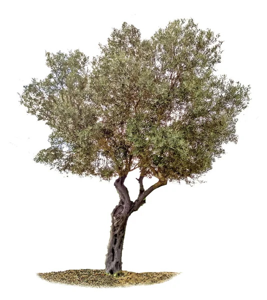 Olive Tree Witte Achtergrond — Stockfoto