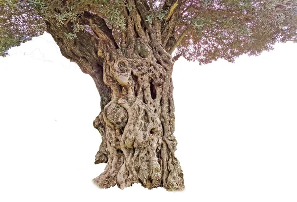 Olivový Strom Bílém Pozadí — Stock fotografie