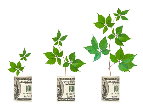 Saplings Growing Dollar Bill — Stock Photo, Image