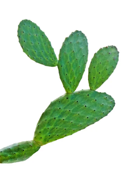 Kaktus Isolerad Vit Bakgrund — Stockfoto