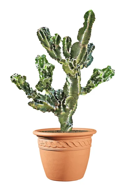 Cactus Geïsoleerd Witte Achtergrond — Stockfoto