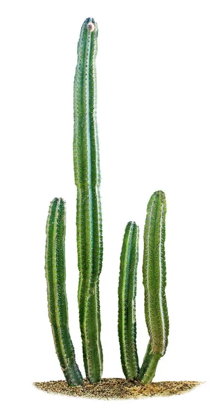 Cactus Isolé Sur Fond Blanc — Photo