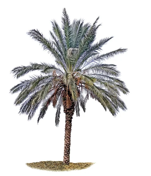 Palmera Aislada Sobre Fondo Blanco — Foto de Stock