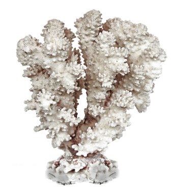 beyaz arkaplanda izole mercan