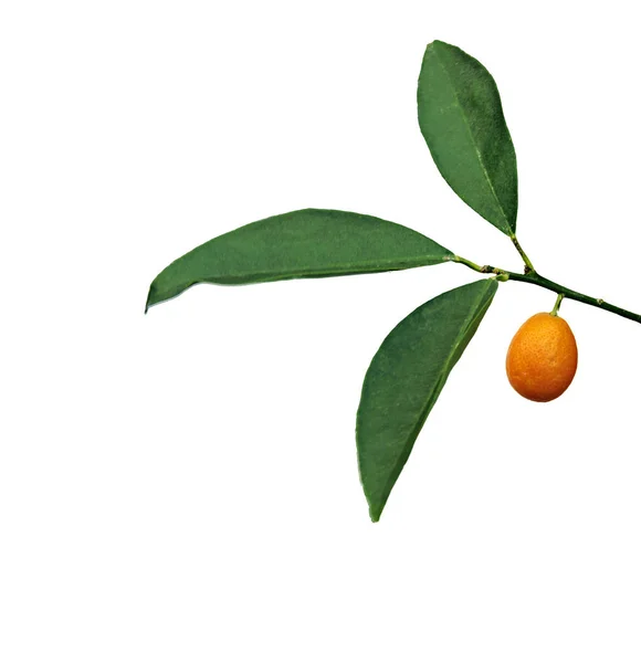 Kumquats Dalı Yakın Çekim — Stok fotoğraf