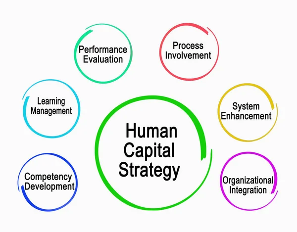 Složky Strategie Lidského Kapitálu — Stock fotografie