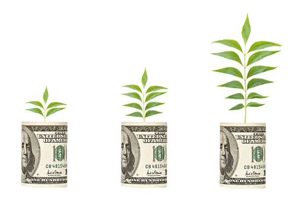 Saplings Growing Dollar Bill — Stock Photo, Image
